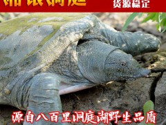 湘銀洞庭低價(jià)4-4.5斤野生甲魚，團(tuán)魚，中華鱉