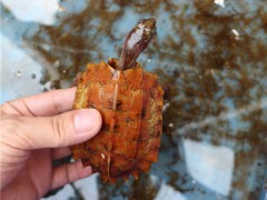 地龜 楓葉龜 寵物龜楓葉龜活體