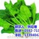 泉州蔬菜配送_廈門地三鮮