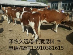 繁殖的母牛需要喂飼料嗎/牛沒奶怎么辦/兩歲條子母牛喂什么料