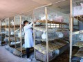 農村養(yǎng)殖業(yè)什么較賺錢？抓住個項目就別放棄！