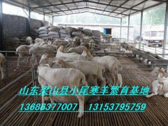 供應(yīng)成年小尾寒羊母羊價格小公羊多少錢一只