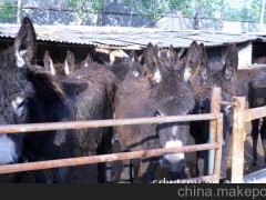 山東省鴻雁牧業(yè)基地供純種晉南驢