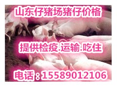 山東仔豬價格豬苗哪里買三元仔豬哪里有