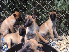 貴州哪里有馬犬養(yǎng)殖，馬犬幼犬，馬犬科目訓(xùn)練，貴州馬犬價(jià)格