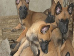 云南哪里有馬犬，云南馬犬幼犬哪里有出售，云南馬犬價(jià)格